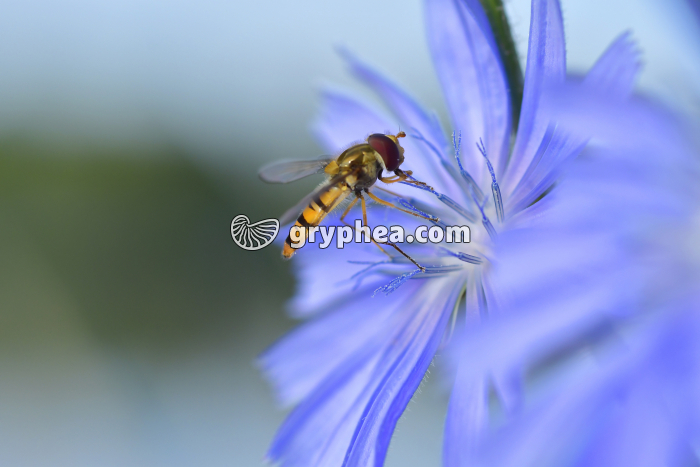 Syrphe et pollen Chicorée - gryphea.com